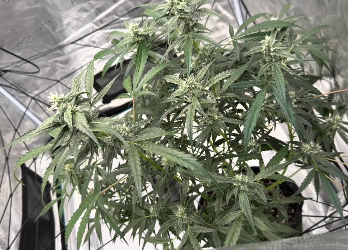 ᗷIᔕᑕOTTI ᙭ GEᒪᗩTO by GreenHouseSeeds. Week 8