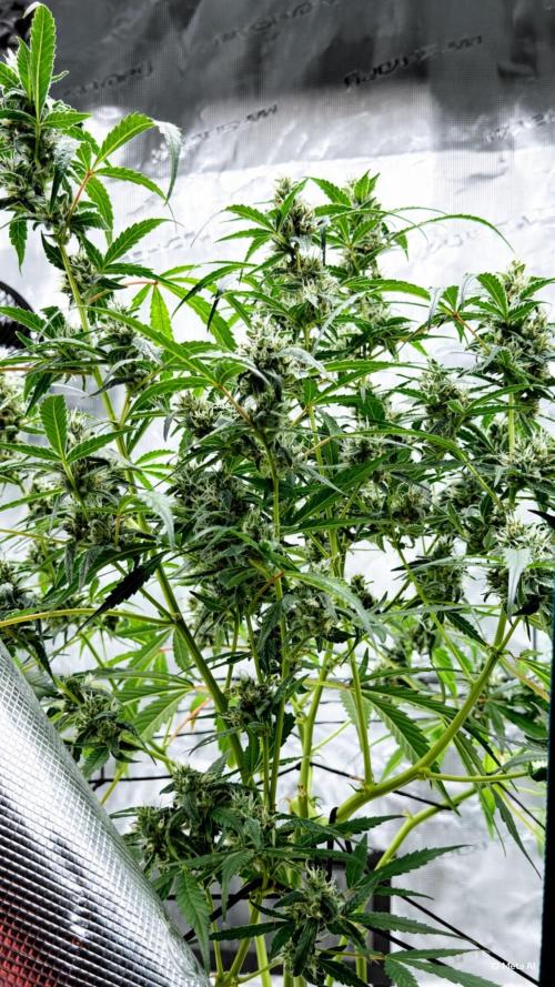 ᗷIᔕᑕOTTI ᙭ GEᒪᗩTO by GreenHouseSeeds. Week 8
