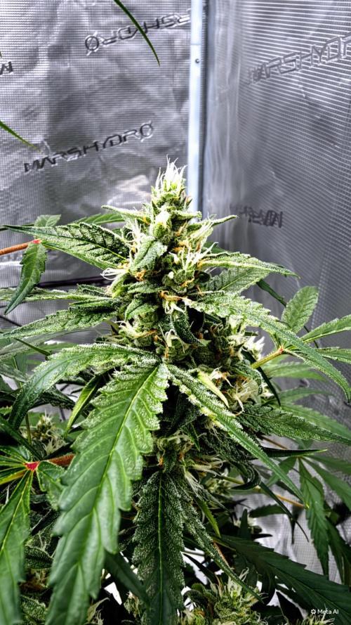 ᗷIᔕᑕOTTI ᙭ GEᒪᗩTO by GreenHouseSeeds. Week 8