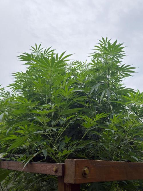 Air Lemon x Shishkaberry 🍋🍇 by GH Seeds. Week 18