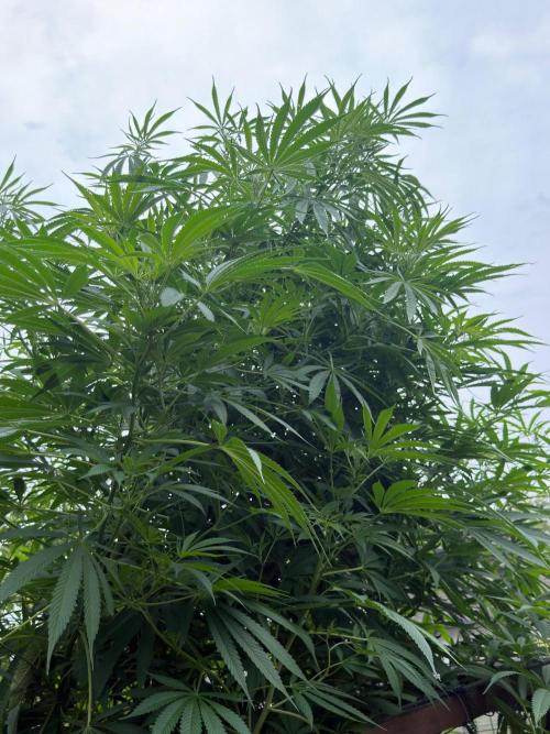 Air Lemon x Shishkaberry 🍋🍇 by GH Seeds. Week 18