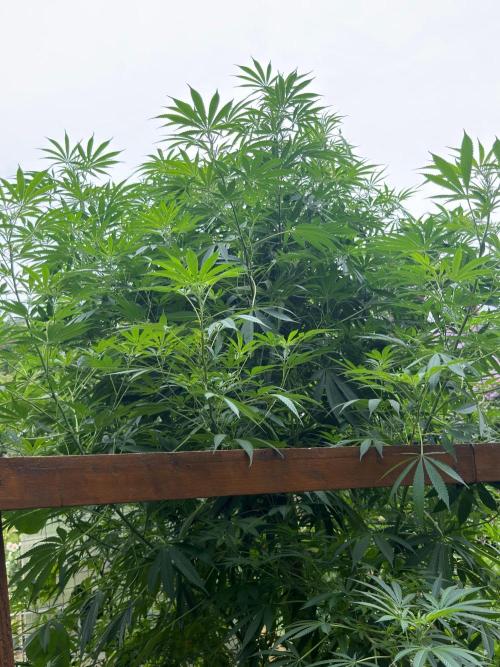 Air Lemon x Shishkaberry 🍋🍇 by GH Seeds. Week 18