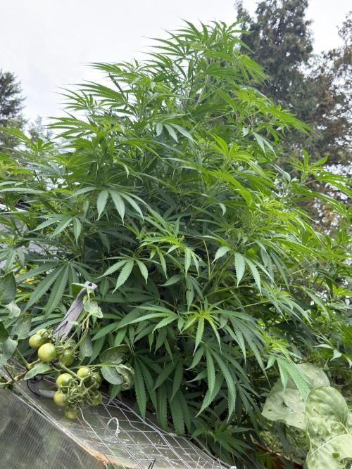 Air Lemon x Shishkaberry 🍋🍇 by GH Seeds. Week 18