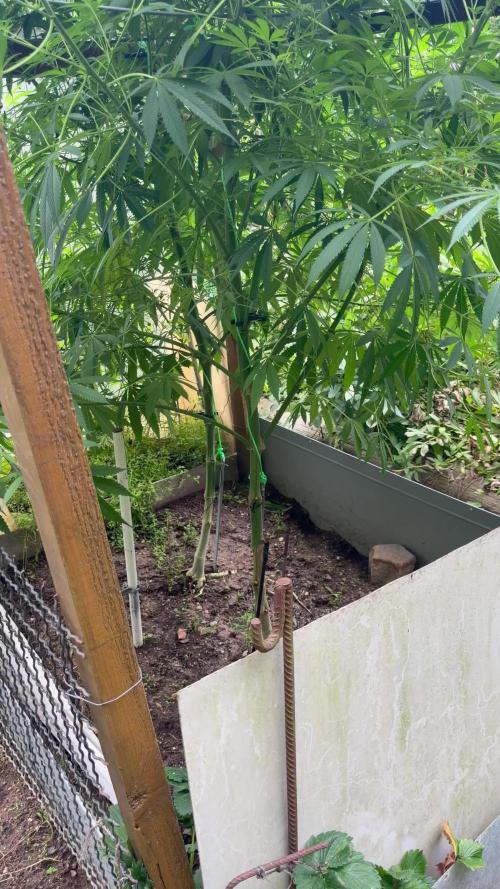 Air Lemon x Shishkaberry 🍋🍇 by GH Seeds