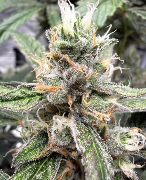 ᗷIᔕᑕOTTI ᙭ GEᒪᗩTO by GreenHouseSeeds. Week 9