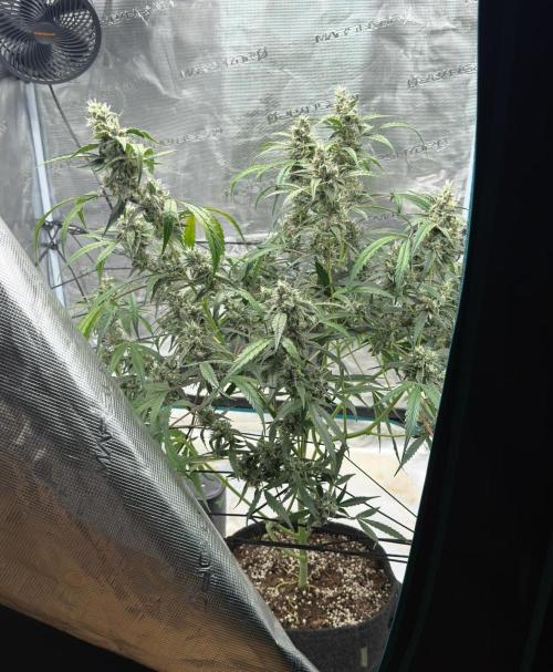 ᗷIᔕᑕOTTI ᙭ GEᒪᗩTO by GreenHouseSeeds. Week 9
