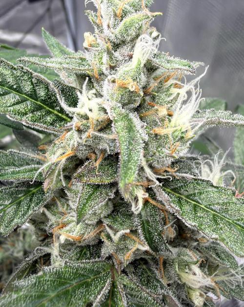 ᗷIᔕᑕOTTI ᙭ GEᒪᗩTO by GreenHouseSeeds. Week 9
