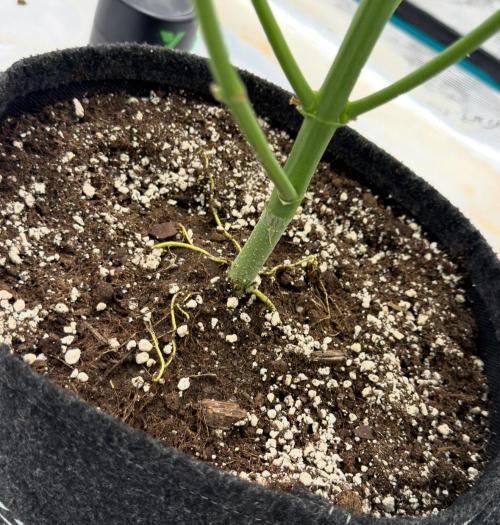 ᗷIᔕᑕOTTI ᙭ GEᒪᗩTO by GreenHouseSeeds. Week 9
