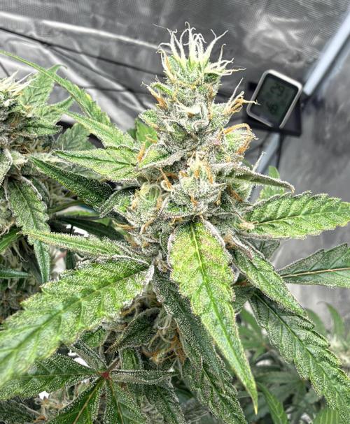 ᗷIᔕᑕOTTI ᙭ GEᒪᗩTO by GreenHouseSeeds. Week 9