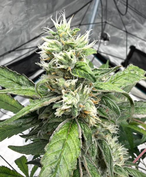 ᗷIᔕᑕOTTI ᙭ GEᒪᗩTO by GreenHouseSeeds. Week 9