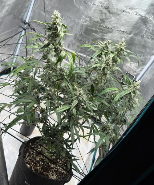 ᗷIᔕᑕOTTI ᙭ GEᒪᗩTO by GreenHouseSeeds. Week 9