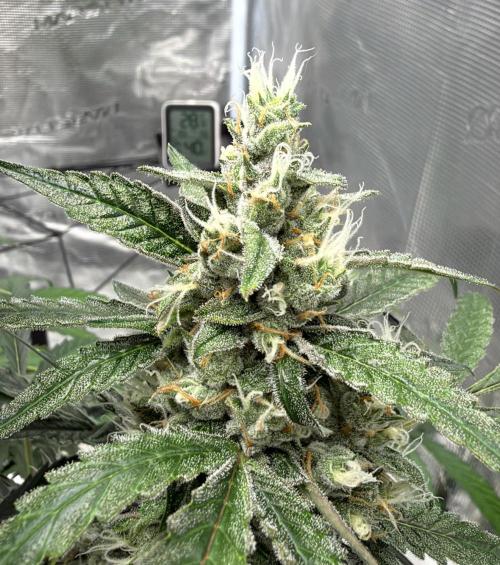 ᗷIᔕᑕOTTI ᙭ GEᒪᗩTO by GreenHouseSeeds. Week 9