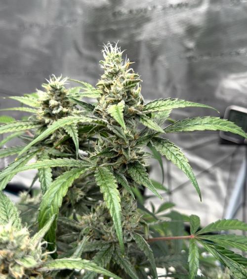 ᗷIᔕᑕOTTI ᙭ GEᒪᗩTO by GreenHouseSeeds. Week 9