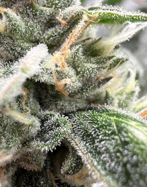 ᗷIᔕᑕOTTI ᙭ GEᒪᗩTO by GreenHouseSeeds. Week 9