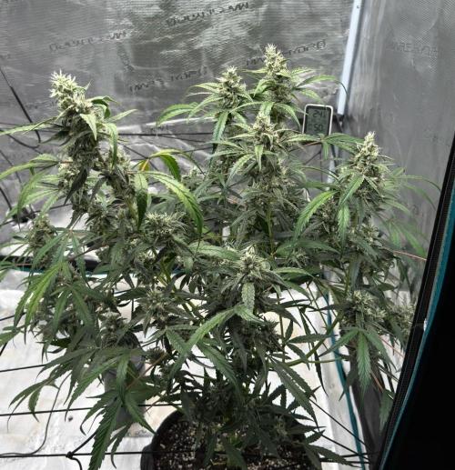 ᗷIᔕᑕOTTI ᙭ GEᒪᗩTO by GreenHouseSeeds. Week 9
