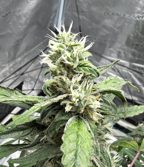 ᗷIᔕᑕOTTI ᙭ GEᒪᗩTO by GreenHouseSeeds. Week 9