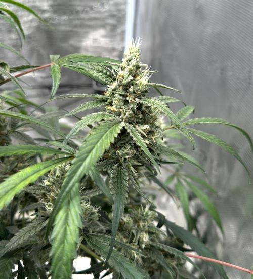 ᗷIᔕᑕOTTI ᙭ GEᒪᗩTO by GreenHouseSeeds. Week 9