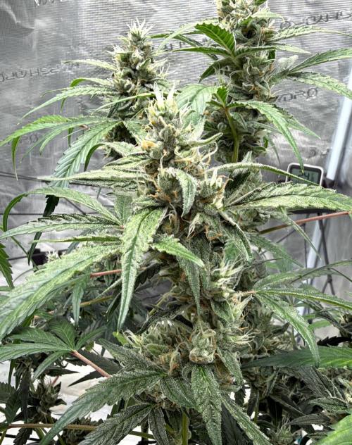 ᗷIᔕᑕOTTI ᙭ GEᒪᗩTO by GreenHouseSeeds. Week 9