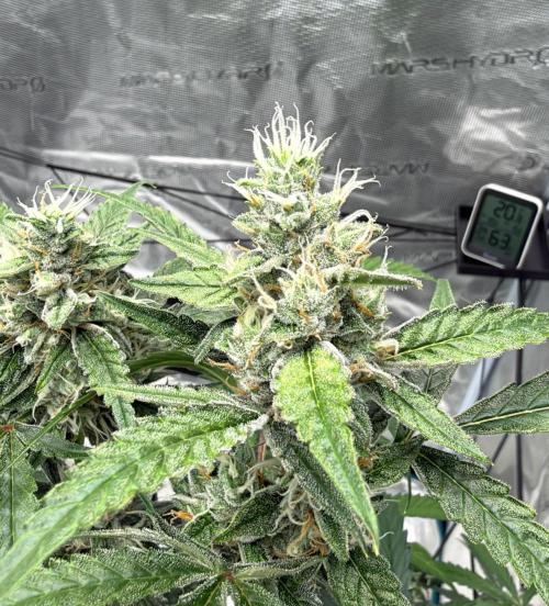 ᗷIᔕᑕOTTI ᙭ GEᒪᗩTO by GreenHouseSeeds. Week 9