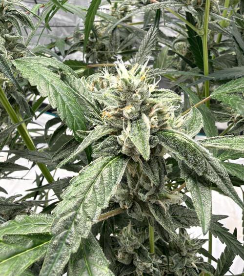 ᗷIᔕᑕOTTI ᙭ GEᒪᗩTO by GreenHouseSeeds. Week 9