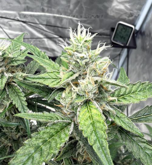 ᗷIᔕᑕOTTI ᙭ GEᒪᗩTO by GreenHouseSeeds. Week 9