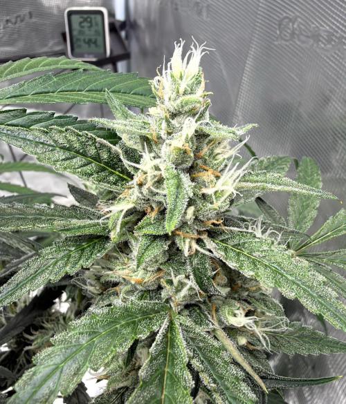 ᗷIᔕᑕOTTI ᙭ GEᒪᗩTO by GreenHouseSeeds. Week 9