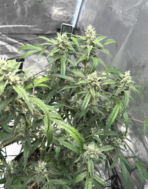 ᗷIᔕᑕOTTI ᙭ GEᒪᗩTO by GreenHouseSeeds. Week 9