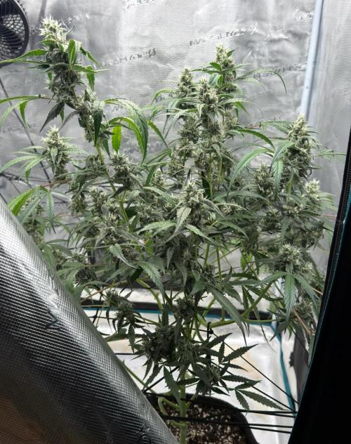 ᗷIᔕᑕOTTI ᙭ GEᒪᗩTO by GreenHouseSeeds. Week 9