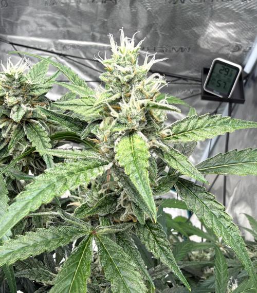 ᗷIᔕᑕOTTI ᙭ GEᒪᗩTO by GreenHouseSeeds. Week 9