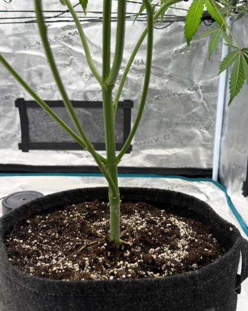 ᗷIᔕᑕOTTI ᙭ GEᒪᗩTO by GreenHouseSeeds. Week 9