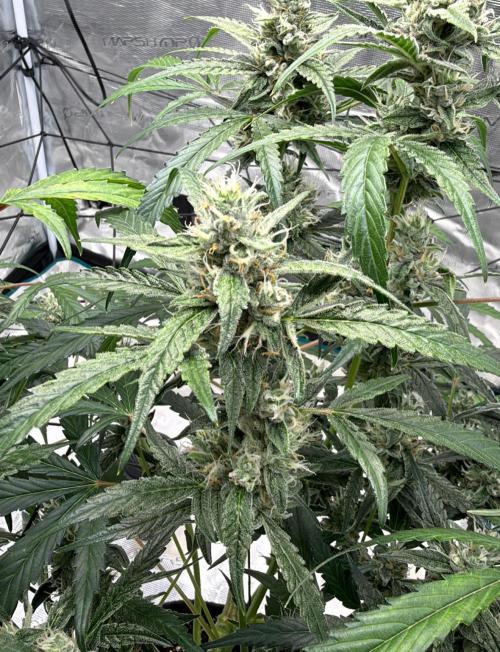 ᗷIᔕᑕOTTI ᙭ GEᒪᗩTO by GreenHouseSeeds. Week 9