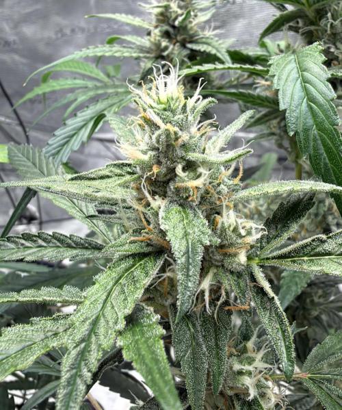 ᗷIᔕᑕOTTI ᙭ GEᒪᗩTO by GreenHouseSeeds. Week 9