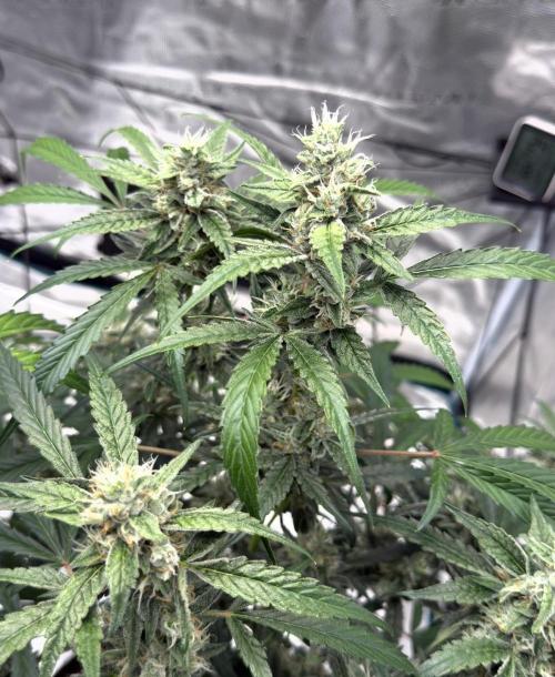 ᗷIᔕᑕOTTI ᙭ GEᒪᗩTO by GreenHouseSeeds. Week 9