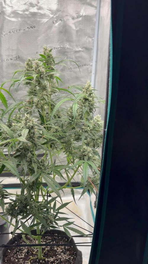 ᗷIᔕᑕOTTI ᙭ GEᒪᗩTO by GreenHouseSeeds