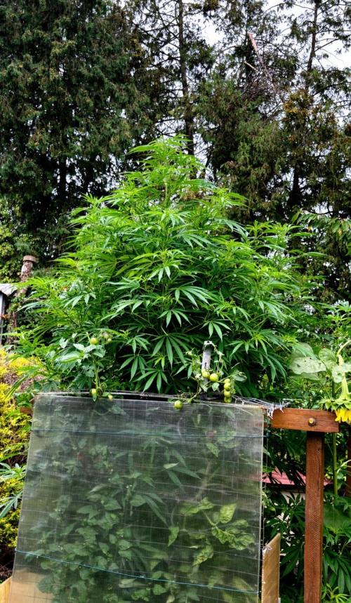 Air Lemon x Shishkaberry 🍋🍇 by GH Seeds. Week 18