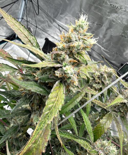 ᗷIᔕᑕOTTI ᙭ GEᒪᗩTO by GreenHouseSeeds. Week 10