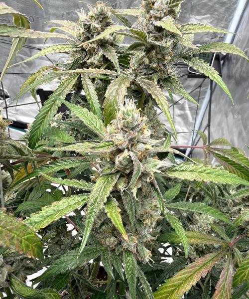 ᗷIᔕᑕOTTI ᙭ GEᒪᗩTO by GreenHouseSeeds. Week 10