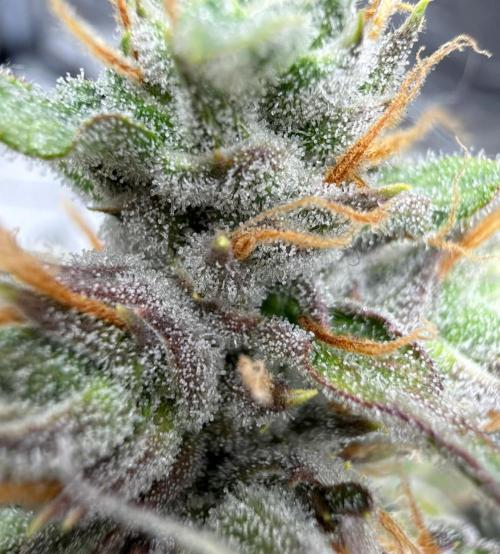 ᗷIᔕᑕOTTI ᙭ GEᒪᗩTO by GreenHouseSeeds. Week 10