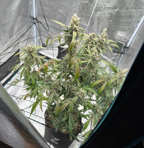 ᗷIᔕᑕOTTI ᙭ GEᒪᗩTO by GreenHouseSeeds. Week 10