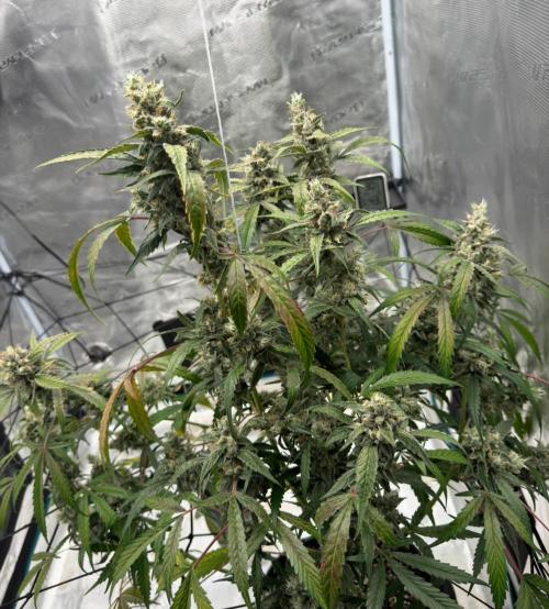 ᗷIᔕᑕOTTI ᙭ GEᒪᗩTO by GreenHouseSeeds. Week 10