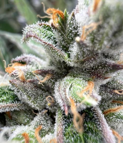 ᗷIᔕᑕOTTI ᙭ GEᒪᗩTO by GreenHouseSeeds. Week 10