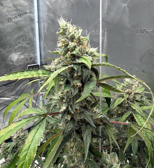 ᗷIᔕᑕOTTI ᙭ GEᒪᗩTO by GreenHouseSeeds. Week 10