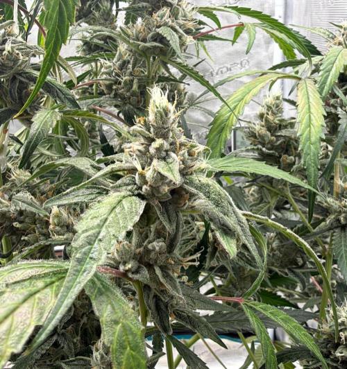 ᗷIᔕᑕOTTI ᙭ GEᒪᗩTO by GreenHouseSeeds. Week 10