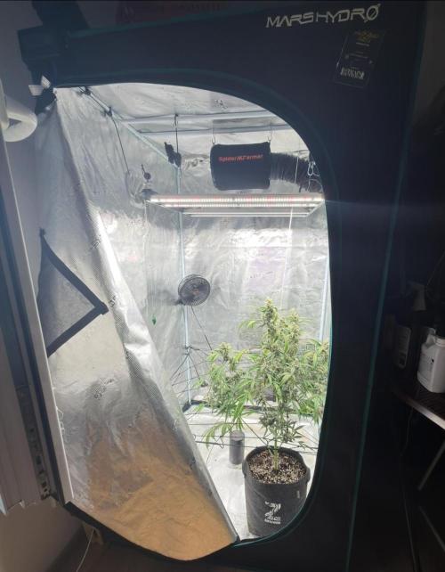 ᗷIᔕᑕOTTI ᙭ GEᒪᗩTO by GreenHouseSeeds. Week 10