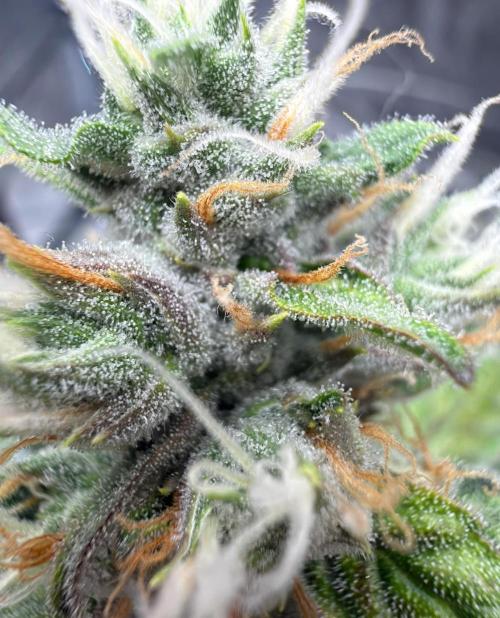 ᗷIᔕᑕOTTI ᙭ GEᒪᗩTO by GreenHouseSeeds. Week 10