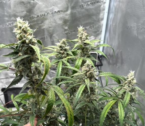 ᗷIᔕᑕOTTI ᙭ GEᒪᗩTO by GreenHouseSeeds. Week 10