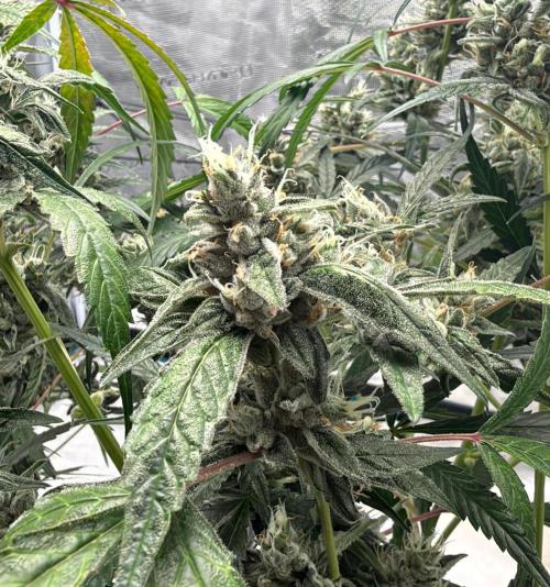 ᗷIᔕᑕOTTI ᙭ GEᒪᗩTO by GreenHouseSeeds. Week 10
