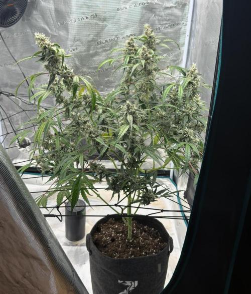 ᗷIᔕᑕOTTI ᙭ GEᒪᗩTO by GreenHouseSeeds. Week 10