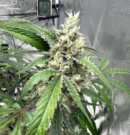 ᗷIᔕᑕOTTI ᙭ GEᒪᗩTO by GreenHouseSeeds. Week 10