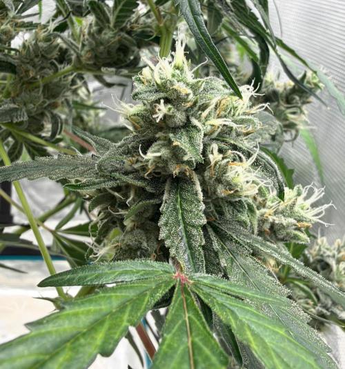 ᗷIᔕᑕOTTI ᙭ GEᒪᗩTO by GreenHouseSeeds. Week 10